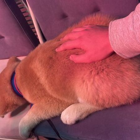 Akita-inu – İtlər – ucuztap.az