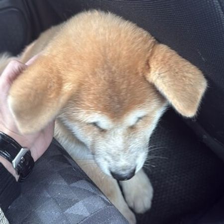 Akita-inu – İtlər – ucuztap.az