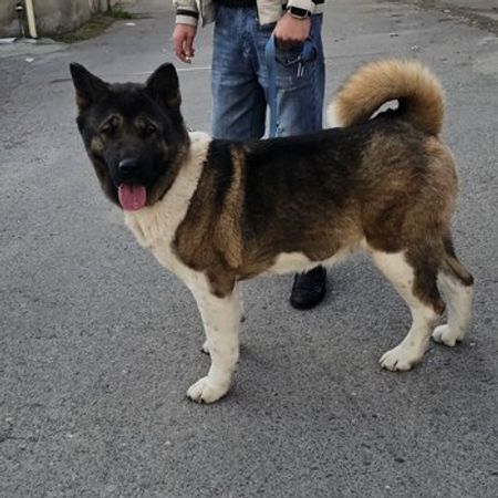 Amerikan Akita-inu – İtlər – ucuztap.az