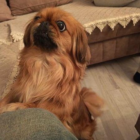 Pekines – İtlər – ucuztap.az