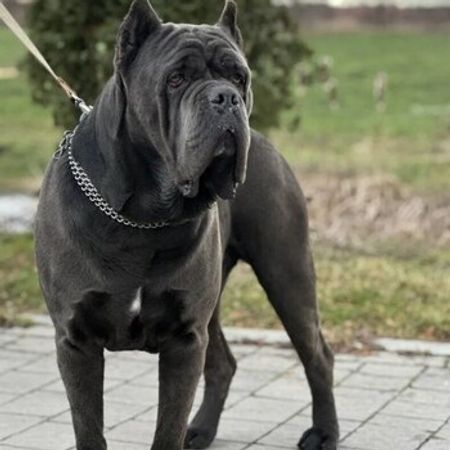 Kane Korso – İtlər – ucuztap.az