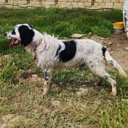 Ingilis Setter – İtlər – ucuztap.az