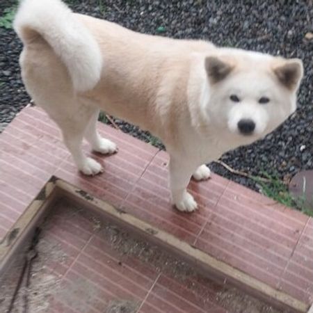 Akita-inu – İtlər – ucuztap.az