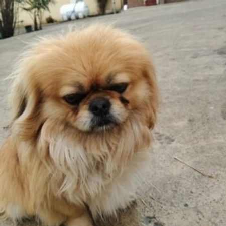 Pekines – İtlər – ucuztap.az