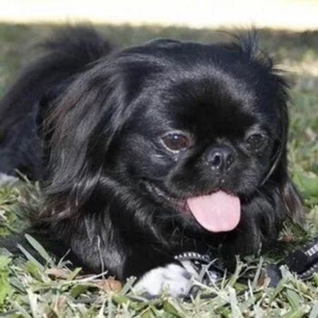 Pekines – İtlər – ucuztap.az