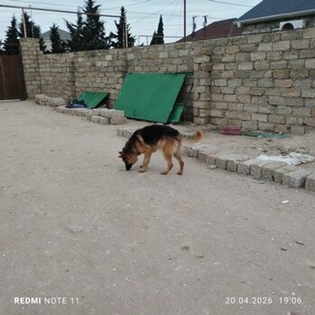 Alman Ovçarkası – İtlər – ucuztap.az
