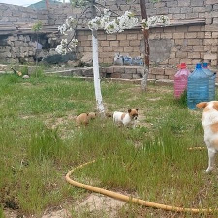 Həyət Iti – İtlər – ucuztap.az