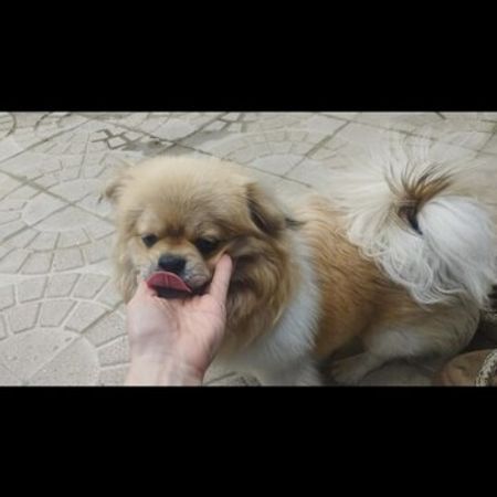 Pekines – İtlər – ucuztap.az