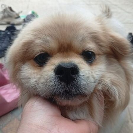 Pekines – İtlər – ucuztap.az