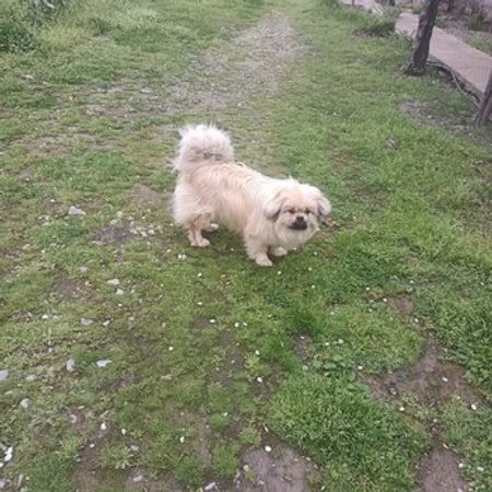 Pekines – İtlər – ucuztap.az