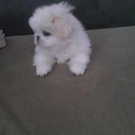 Pekines – İtlər – ucuztap.az