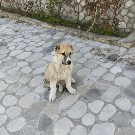 Alabay – İtlər – ucuztap.az