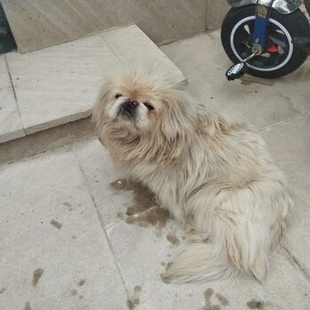 Pekines – İtlər – ucuztap.az