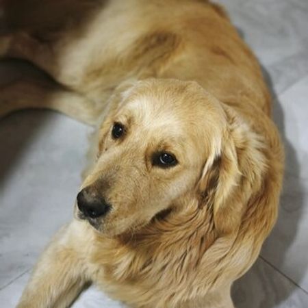 Labrador Retriver – İtlər – ucuztap.az