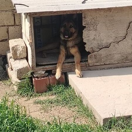 Alman Ovçarkası – İtlər – ucuztap.az