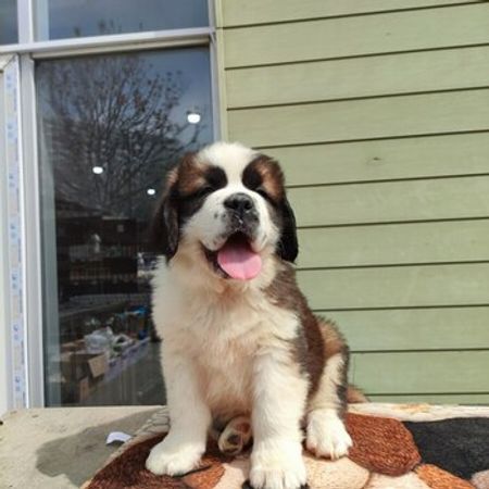 Saint Bernard Balaları – İtlər – ucuztap.az