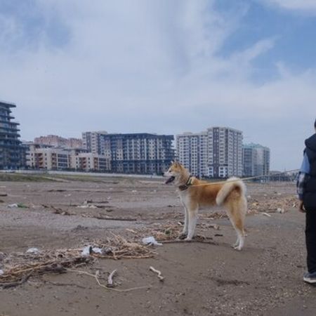 Akita-inu – İtlər – ucuztap.az