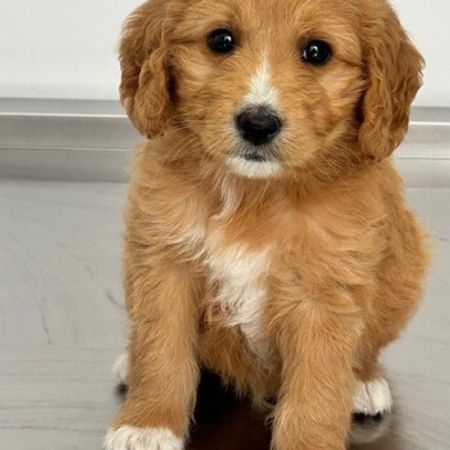 Golden Doodle – İtlər – ucuztap.az