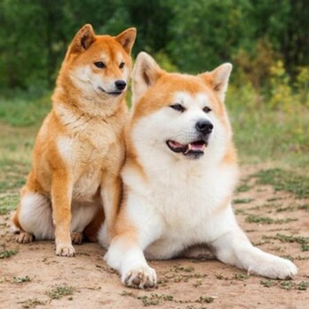 Akita-inu – İtlər – ucuztap.az