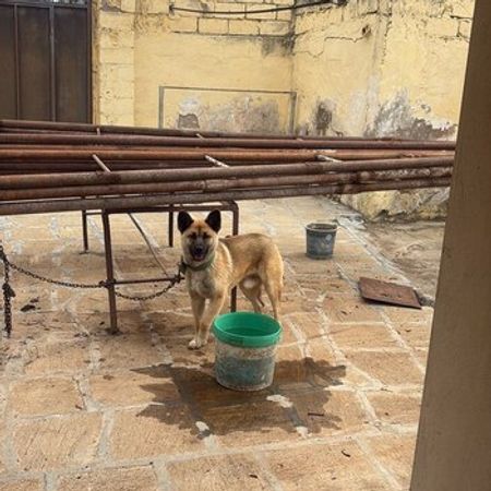 Alman Ovçarkası – İtlər – ucuztap.az