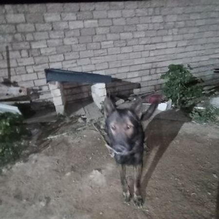 Alman Ovçarkası – İtlər – ucuztap.az