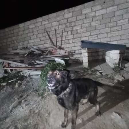 Alman Ovçarkası – İtlər – ucuztap.az