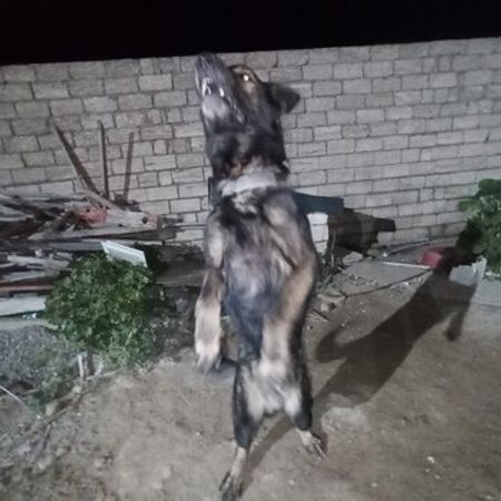 Alman Ovçarkası – İtlər – ucuztap.az