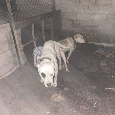 Dog – İtlər – ucuztap.az