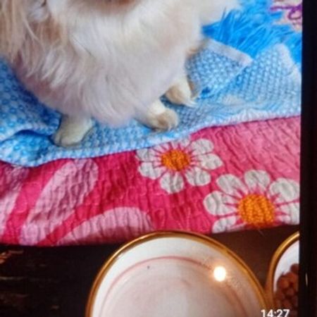 Pekines – İtlər – ucuztap.az