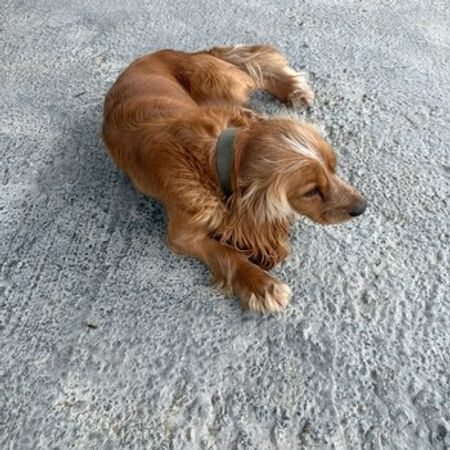 Spaniel Balası – İtlər – ucuztap.az