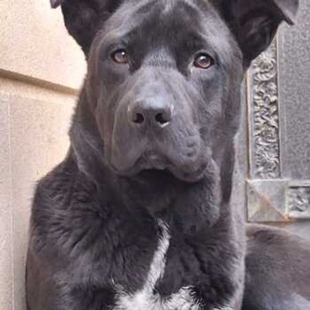 Labrador Retriver – İtlər – ucuztap.az