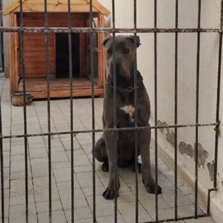 Kane Korso – İtlər – ucuztap.az