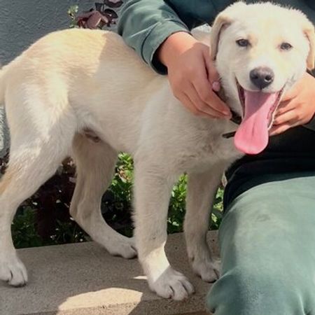 Labrador Retriver – İtlər – ucuztap.az