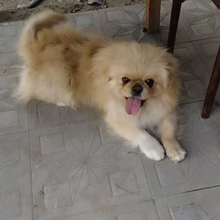 Pekines – İtlər – ucuztap.az
