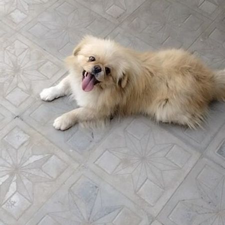 Pekines – İtlər – ucuztap.az