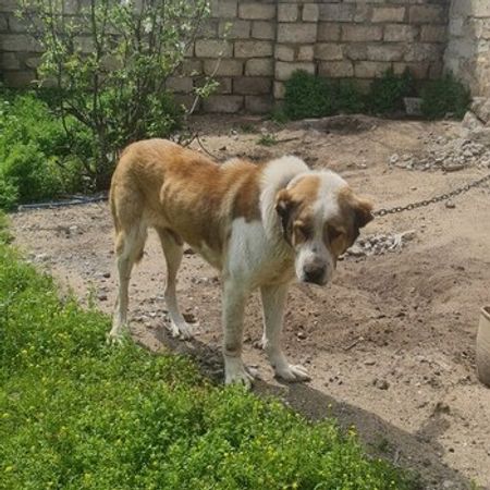 Alabay – İtlər – ucuztap.az