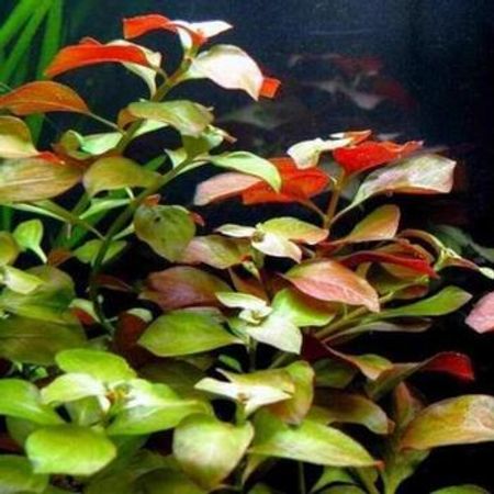 Akvarium Bitkiləri – Akvarium – ucuztap.az