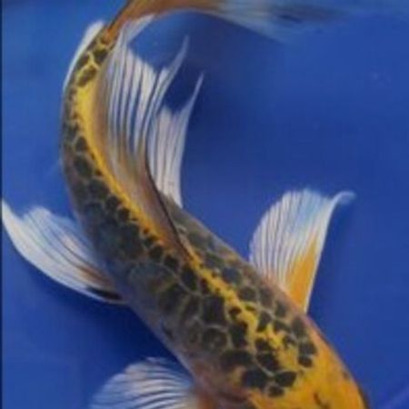 Koi Balığı – Akvarium – ucuztap.az