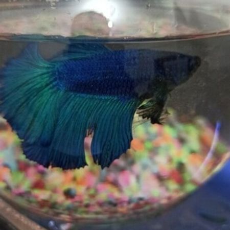 Betta Balığı – Akvarium – ucuztap.az