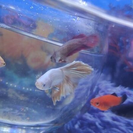 Beta Delta – Akvarium – ucuztap.az