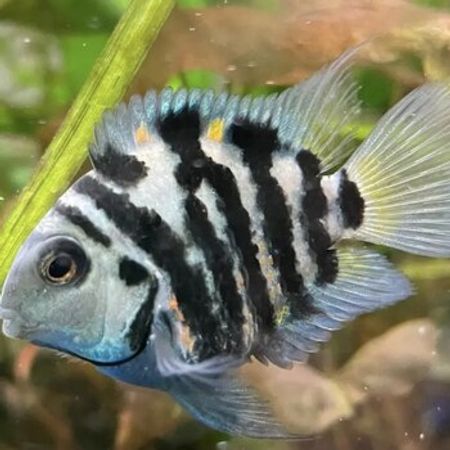 Panda Balığı – Akvarium – ucuztap.az