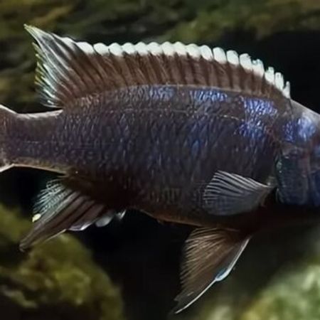 Ace Nqara Balığı – Akvarium – ucuztap.az
