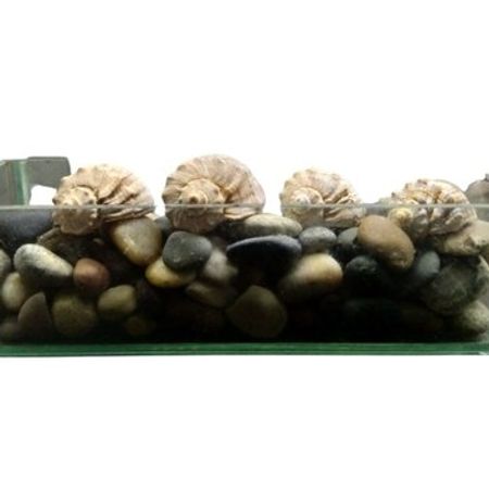 Akvarium Üçün Bitki Qabı – Akvarium – ucuztap.az