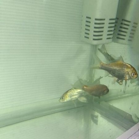Kio Balıqları – Akvarium – ucuztap.az