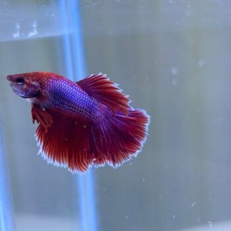 Betta Balıqları – Akvarium – ucuztap.az