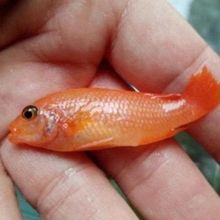 Aranjivi Zebra Balığı – Akvarium – ucuztap.az