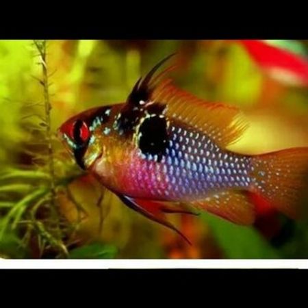 German Blue Ramirezi – Akvarium – ucuztap.az