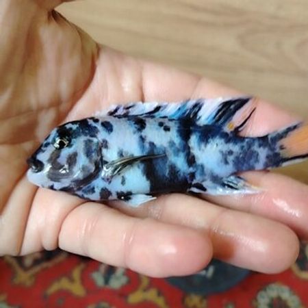 Marmalat Zebra – Akvarium – ucuztap.az