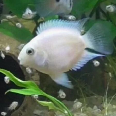 Platin Tutuquşu Balığı – Akvarium – ucuztap.az