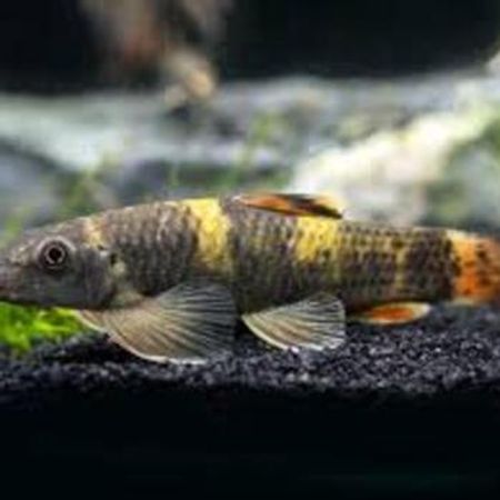 Panda Garra – Akvarium – ucuztap.az